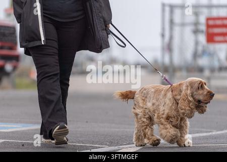 Femme promenant son English Cocker Spaniel en laisse Banque D'Images