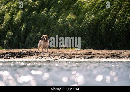 Cocker anglais au bord de la rivière Banque D'Images
