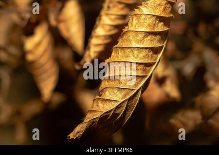 Close-up de feuilles brunes séchées d'une haie de hêtres (Fagus sylvatica) mettant en valeur la structure détaillée des feuilles sous une lumière d'automne. Banque D'Images