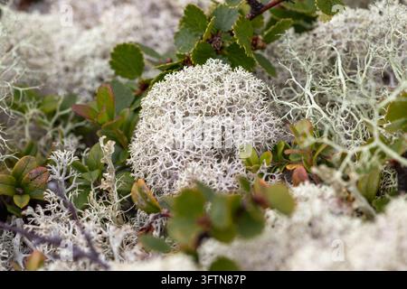 Lichen des rennes à pointe étoilée Cladonia stellaris avec bouleau nain Betula nana dans la toundra subarctique, lac Kolvitsa Banque D'Images