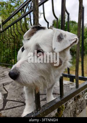 Un chien croisé terrier blanc regarde à travers une clôture en fer forgé noir, créant un portrait rapproché de son visage curieux. Banque D'Images