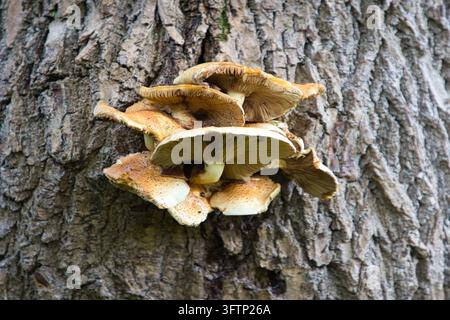 Champignons sauvages en forme de bouclier poussant en grappe sur une écorce d'arbre profondément rainurée au réservoir de Jumbles, Bolton, Royaume-Uni. Banque D'Images
