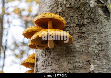 Amas de champignons à écailles dorés (Pholiota aurivella) poussant sur un tronc d'arbre dans une forêt d'automne. Banque D'Images