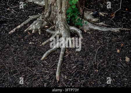 Racines d'arbre exposées et un tronc d'arbre inférieur poussant au-dessus d'un lit de paillis sombre Banque D'Images
