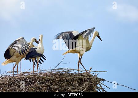 Trois cigognes blanches (Ciconia ciconia) se tiennent ensemble sur un grand nid construit à partir de branches sèches contre un ciel bleu pâle. Deux oiseaux ont leur noir-et-blanc Banque D'Images