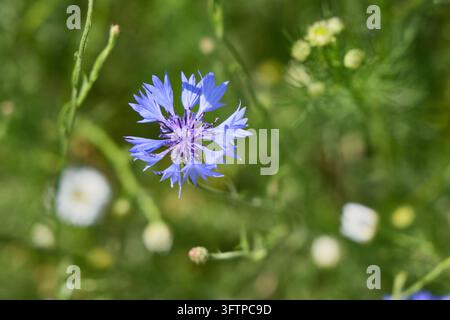 Gros plan d'une seule fleur bleue de champ (Centaurea cyanus) avec des pétales délicatement frangés et un centre bleu-violet se détachant sur un fond vert doucement flou Banque D'Images
