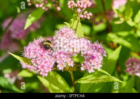 Gros plan d'une bourdon (Bombus sp.) visitant des grappes de délicates fleurs roses de spiraée du Japon (Spiraea japonica) dans un jardin ensoleillé. L'insecte cherche Banque D'Images