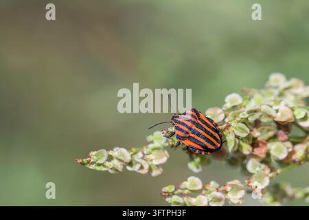 Insecte rayé italien (Graphosoma italicum) aux rayures rouge vif et noires se nourrissant de minuscules fleurs blanches dans une prairie Banque D'Images