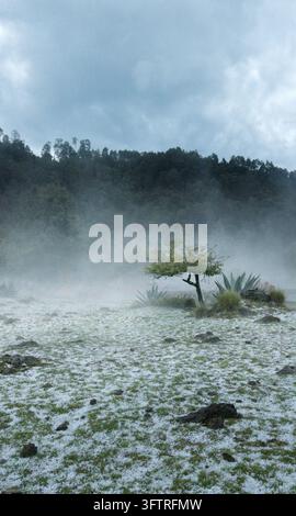 Paysage rural mexicain après une grêle avec de la glace au sol, un arbre solitaire dans la brume et des montagnes boisées sous un ciel gris orageux sombre. Banque D'Images