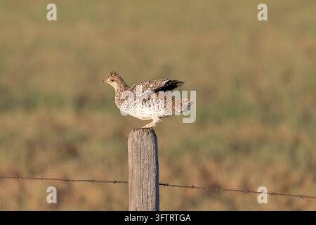 La Gélinotte à queue pointue (Tympanuchus phasianellus) abaisse ses ailes après avoir atterri sur un poteau de clôture. Banque D'Images