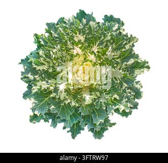 Chou ornemental isolé sur fond blanc, rosette de chou vert et crème en fleurs avec feuilles bouclées décoratives pour la conception de jardin d'automne Banque D'Images