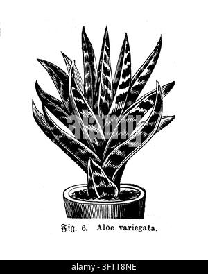 Plante en pot Aloe Variegata, illustration botanique détaillée, fond blanc, gravure du XIXe siècle. Banque D'Images