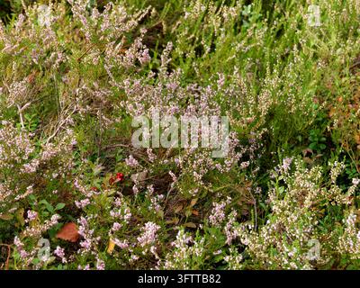 Plantes de Calluna vulgaris avec de petites fleurs rosées à Frasne. Banque D'Images