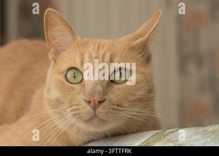 Un portrait rapproché d'un chat roux aux yeux vert pâle et aux longues moustaches blanches. Banque D'Images