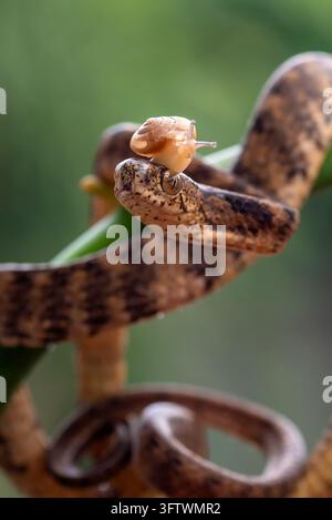 Petite escargot terrestre rampant sur la tête d'un serpent mangeur d'escargots (Pareas carinatus) Banque D'Images