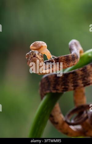 Petite escargot terrestre rampant sur la tête d'un serpent mangeur d'escargots (Pareas carinatus) Banque D'Images