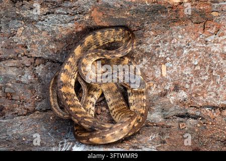 Petite escargot terrestre rampant sur la tête d'un serpent mangeur d'escargots (Pareas carinatus) Banque D'Images