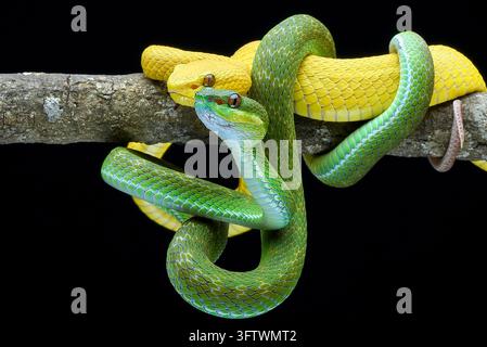 Vipères à lèvres blanches jaunes et vertes (Trimeresurus insularis) sur une branche Banque D'Images