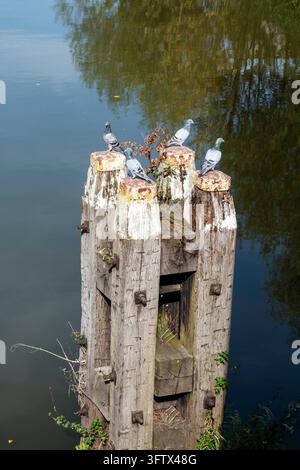 Pigeons perchés sur des poteaux en bois érodés au bord d'une rivière calme avec des reflets et une petite barque Banque D'Images