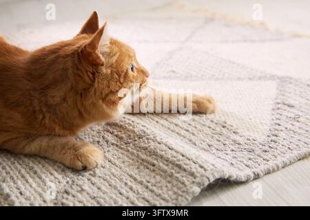 Chat roux se détendant confortablement sur un tapis texturé dans un salon lumineux. L'atmosphère chaleureuse de la maison met l'accent sur le confort et un mode de vie paisible pour les animaux de compagnie. Banque D'Images