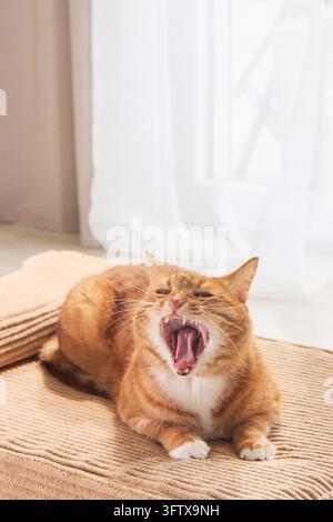 Chat tigré gingembre bâillant en se relaxant dans un intérieur de maison lumineux. Un comportement naturel de l'animal crée une image de style de vie confortable et authentique. Banque D'Images