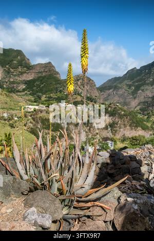 Fleurs jaunes d’aloe vera en éclosion au-dessus du paysage pittoresque de l’île de Santo Antão Banque D'Images