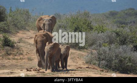 Troupeau familial d'éléphants de savane africains Loxodonta africana marchant en file indienne sur une route poussiéreuse avec des petits en tête, Parc national des éléphants d'Addo, Est Banque D'Images
