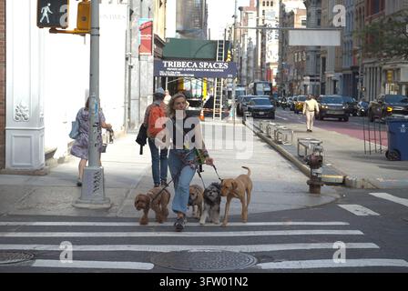 Un promeneur de chiens traverse une rue avec plusieurs chiens à Manhattan, capturant la vie urbaine quotidienne et la demande de soins professionnels pour animaux de compagnie à NYC, Banque D'Images