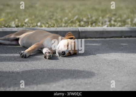 Chiot sans abri allongé sur un trottoir chaud lors d'une journée d'été. Concept de refuge pour animaux, soins vétérinaires et protection des animaux. Banque D'Images