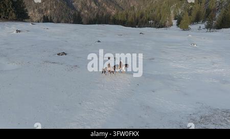 Deux femmes à cheval à travers un paysage montagneux enneigé, vivant la liberté et la connexion avec la nature lors d'une aventure hivernale pittoresque, vue par drone. Banque D'Images