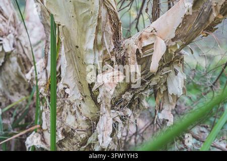 Écorce papyracée pelée d’un tronc de paperbark avec des feuilles vertes, texture naturelle en gros plan, Perth, Australie-Occidentale Banque D'Images