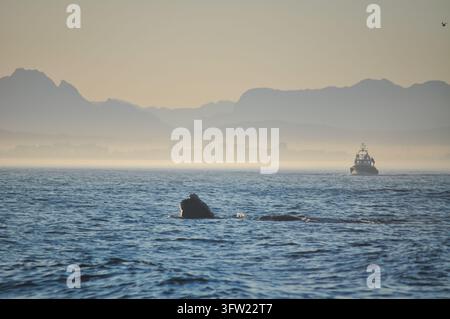 Baleines émergeant dans l'océan près du Cap, Afrique du Sud Banque D'Images
