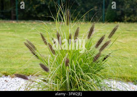 Herbe ornementale à fontaine (Pennisetum alopecuroides) avec des têtes de graines duveteuses poussant dans un jardin paysagé de l’arrière-cour avec un fond de pelouse verte. Banque D'Images