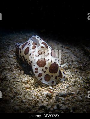 Une limace de mer tachetée (Peltodoris atromaculata) repose sur le fond sablonneux de l'océan Banque D'Images