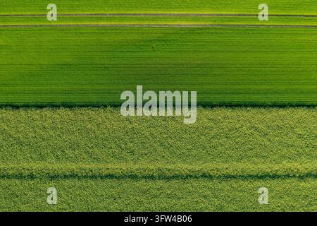 Une vue aérienne abstraite montre des champs agricoles verts avec des rangées de cultures parallèles et des terres agricoles texturées en Normandie. Banque D'Images