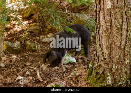 Un cochon noir fouille le sol parmi les rochers, les aiguilles de pin et les racines d'arbres dans une zone boisée de Corse. Banque D'Images