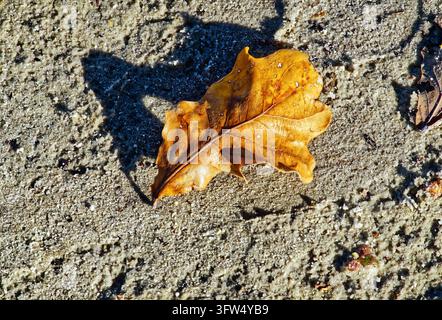 Feuille de chêne brune et sèche sur du sable texturé projetant une longue ombre, la fin de l'été se transforme en automne, gros plan sur les détails érodés Banque D'Images