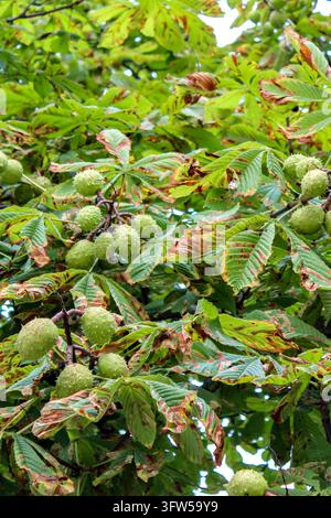 Enveloppes de marronniers verts poussant sur une branche d'arbre avec des feuilles d'automne endommagées. Banque D'Images