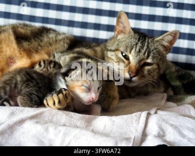 Mère chat tigré allaitant ses chatons nouveau-nés sur un drap blanc avec fond à carreaux. Une belle mère chat tigré repose protectrice avec ses deux n Banque D'Images