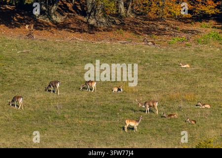 Troupeau de cerfs s'alimentant et se relaxant sur un champ vert près d'une forêt d'automne en Slovaquie Banque D'Images