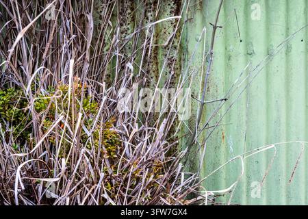 Gros plan abstrait d'herbe sèche envahie par la végétation devant un mur en tôle ondulée vert pastel rouillé Banque D'Images