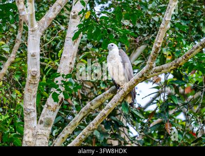 Un aigle à ventre blanc (Icthyophaga leucogaster) perché sur une branche dans la forêt. Papouasie-Nouvelle-Guinée. Banque D'Images
