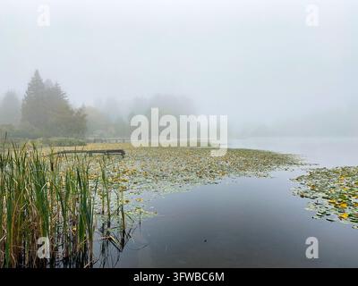 Lac brumeux et brumeux avec des nénuphars jaunes, des roseaux hauts et des arbres lointains dans une lumière matinale atmosphérique. Banque D'Images