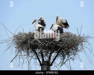 Quatre cigognes blanches avec des marques noires sur les ailes se tiennent ensemble dans un grand nid de roseaux sur une plateforme surélevée, vues de dessous contre un ciel bleu clair dans Banque D'Images