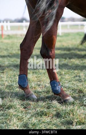 Arrière-train et queue d’un cheval de race équipé de bottes de protection sportives sur une pelouse. Concept de soins équins, de sécurité vétérinaire et d’entraînement équin Banque D'Images