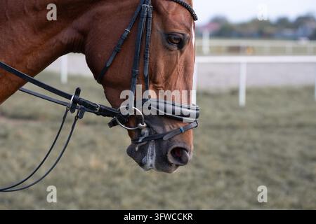 Portrait rapproché d'une belle tête de cheval bai dans un bridon en cuir. Étalon pur-sang de vue latérale sur un fond de piste de course en plein air. Brun gracieux Banque D'Images