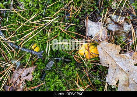 Petits champignons chanterelles jaunes poussent cachés sous des aiguilles de pin sèches, de la mousse verte et des feuilles de chêne d'automne tombées sur le sol de la forêt. Vue de dessus c Banque D'Images
