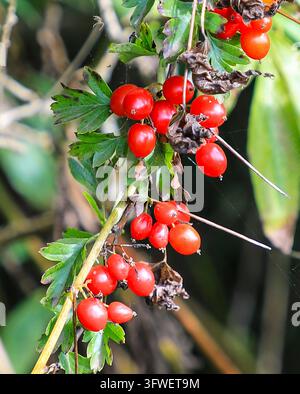 Les baies rouges de la tamus noire (Dioscorea communis, anciennement Tamus communis), le seul membre indigène de la famille des yam au Royaume-Uni, Pembrokeshire, Pays de Galles, UK Banque D'Images