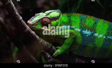 Un caméléon panthère d'un vert vif agrippe une branche, son œil en tourelle, ses écailles perlées et ses bandes corporelles turquoise brillant contre un fond sombre Banque D'Images
