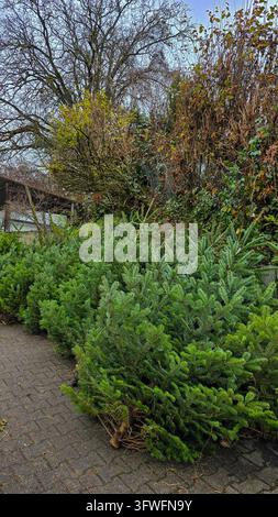 Arbres de Noël fraîchement coupés à vendre sur un marché extérieur à Meersburg, Allemagne. Banque D'Images